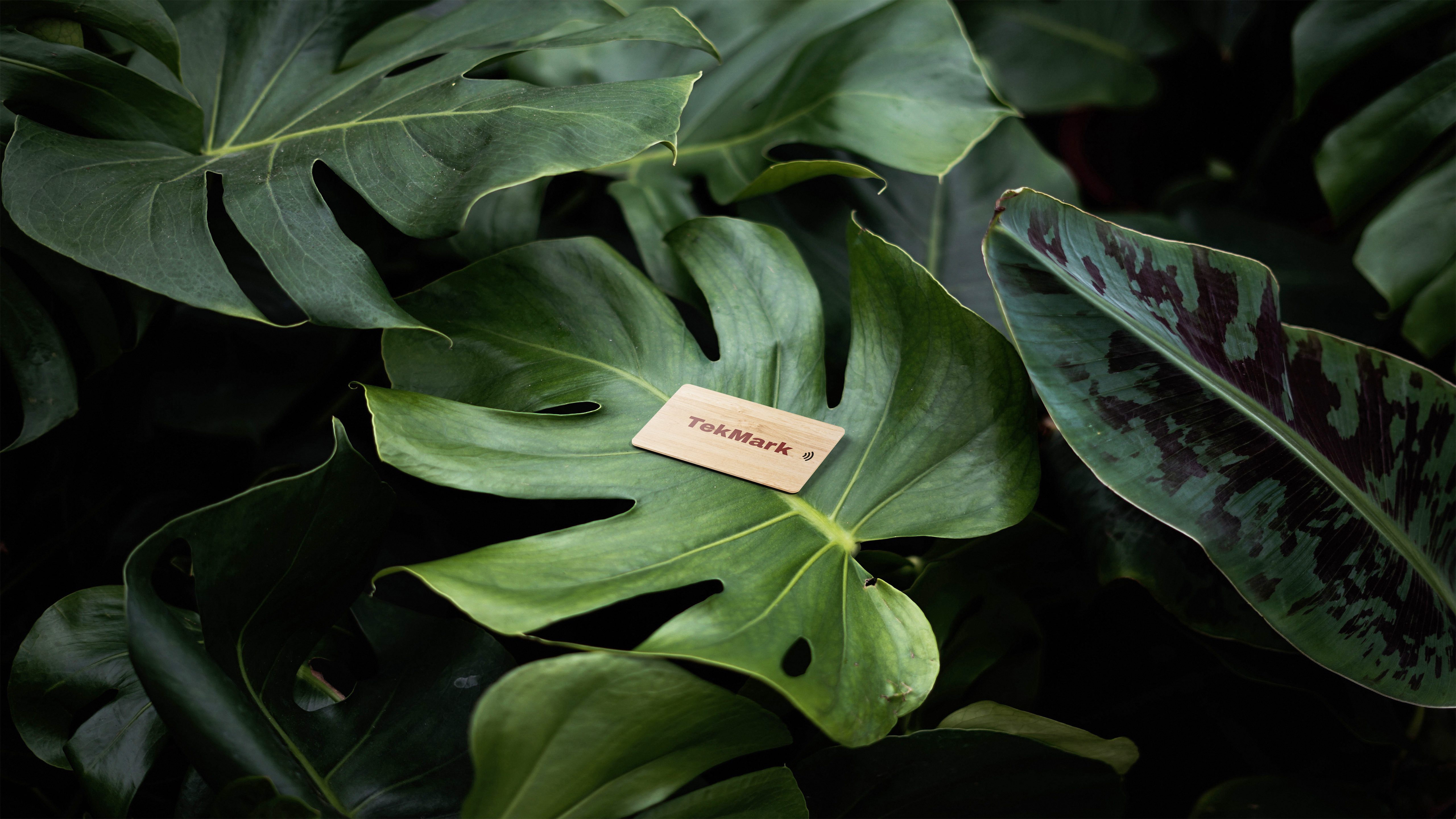 custom-slideshow-image-desktop-block_exqJHY